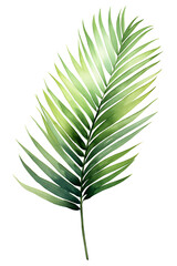 Areca palm leaf, watercolor clipart