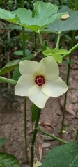 Yellow Okra Flower Full Blooming on Green Leaves Background