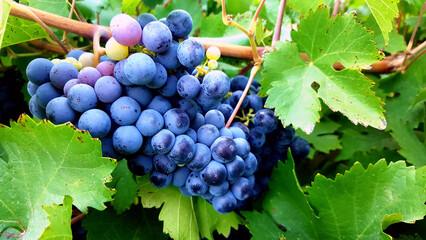 Fresh grapes on vine