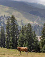 A herd of cows grazes in an alpine meadow against the backdrop of a mountain panorama landscape.
