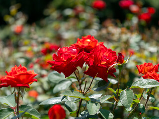 鮮やかな赤色の薔薇「錦絵」