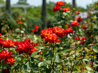 Obraz premium 鮮やかな赤色の薔薇「錦絵」