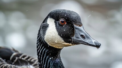 Obraz premium A close-up of a goose's head