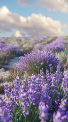 Obraz premium Blooming lavender in a field. Beautiful background