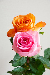 オレンジ色とピンクのばら
