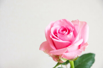 ピンクのばら