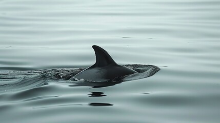 Fototapeta premium A lone dolphin fin breaks the surface of the water.