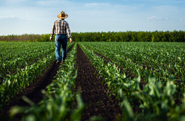 Rear view of senior farmer walking in corn field examining crop in his hands at sunset.
