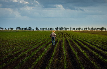 Rear view of senior farmer walking in corn field examining crop in his hands at sunset.