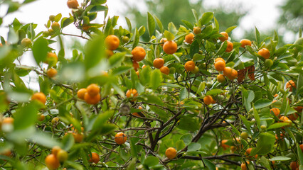 tangerines hanging on a tree