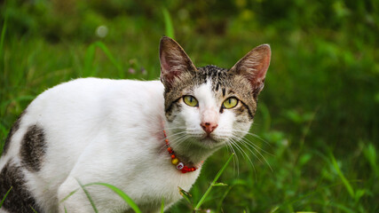 Street Portrait Face of a white Cat visible to the front camera with a blurred background. Focus on the closest eye