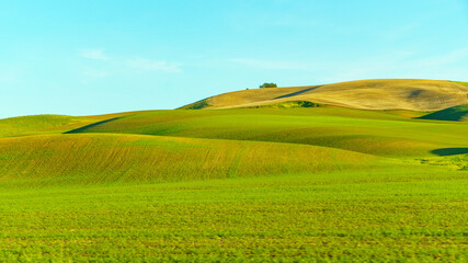 Obraz premium Sunset over the wheat field on rolling hills