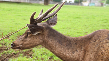 Red deer is looking at the camera. With big brown eyes and a sharp gaze.