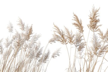 Obraz premium A picture of tall grass swaying in the wind against a clear, cloudless sky