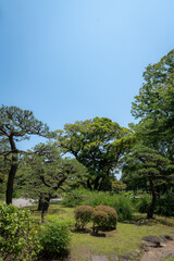 Trees in a beautiful Japanese garden