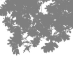 Tree branch shadow overlay with transparent background. Realistic tree branches shadow overlay for mockups