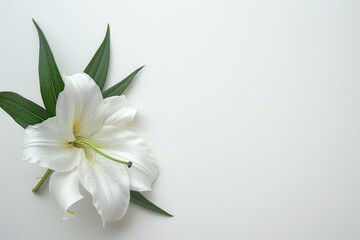 A single white flower with green leaves sits on a white surface