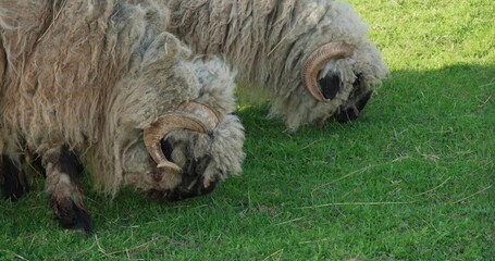 Fototapeta premium A pair of sheep rams beautifully eat grass while standing on a lush fenced meadow at the zoo. Close-up of sheep grazing grass on a meadow on a sunny day in a zoo pen.