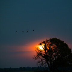 Beautiful adult common cranes flying in the morning sky during summer end. Rural scenery of Latvia, Northern Europe.