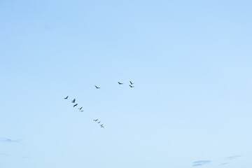 Beautiful adult common cranes flying in the morning sky during summer end. Rural scenery of Latvia, Northern Europe.