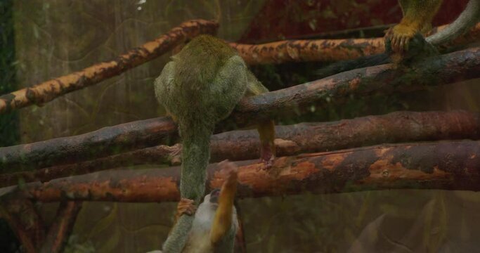 Squirrel monkeys play and jump on branches in the zoo's enclosure. Curious little squirrel monkeys deftly hang on a branch and play with each other. Cute playful squirrel monkey.