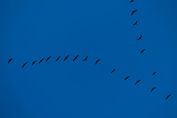 Beautiful wild geese flying in the spring sky. Migrating birds in Latvia, Northern Europe.