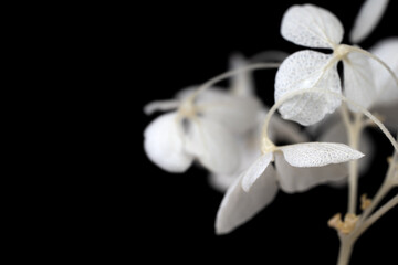 Blooming fresh hortensia white opened flowers  with place for text and black background macro