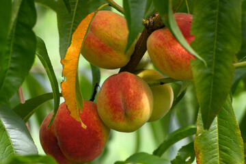 Pfirsich,  Prunus persica, Früchte