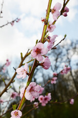 Pfirsich,  Prunus persica,  Blüte