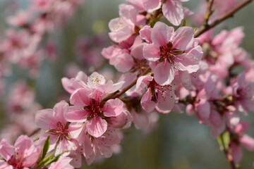 Pfirsich,  Prunus persica,  Blüte