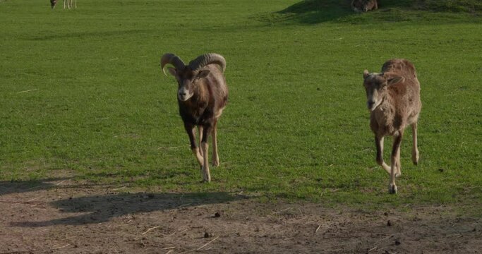 At the zoo, a pair of mountain goats runs through the enclosure for the camera. Curious mountain sheep at the zoo walk through the pasture to people for food. Mountain sheep in the zoo.