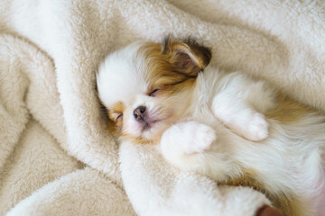 毛布の中で上向きに眠る生後2ヶ月のロングコートチワワの子犬