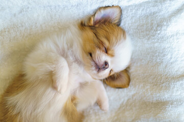 毛布の中で上向きに眠る生後2ヶ月のロングコートチワワの子犬 © kasa