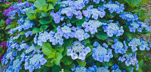 日本のアジサイ花の写真