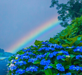 日本のアジサイ花の写真