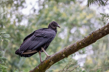 Black vulture (Coragyps atratus), bird known as the American black vulture, Mexican vulture, zopilote, urubu, or gallinazo. Guatavita, Cundinamarca department. Wildlife and birdwatching in Colombia.