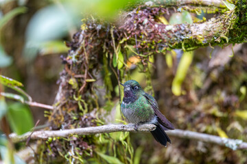 Tourmaline sunangel (Heliangelus exortis), species of hummingbird in the coquettes, tribe Lesbiini of subfamily Lesbiinae. Guatavita, Cundinamarca department. Wildlife and birdwatching in Colombia