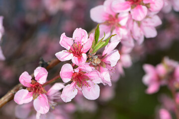 Pfirsich,  Prunus persica,  Blüte