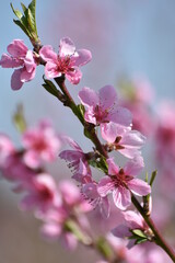 Pfirsich,  Prunus persica,  Blüte