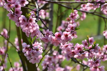 Pfirsich,  Prunus persica,  Blüte