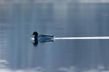 A beautiful adult male mallard duck swimming in the lake during spring. Natural seasonal scenery in Latvia, Northern Europe.