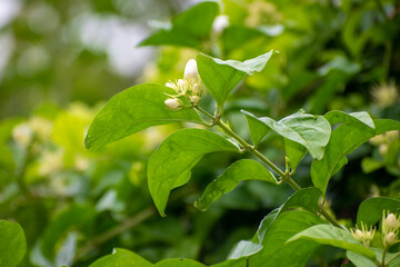 jasmine tea flower, arabian jasmine, jasminum sambac in garden