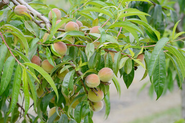 Pfirsich,  Prunus persica, Früchte