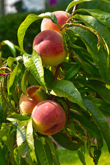 Pfirsich,  Prunus persica, Früchte