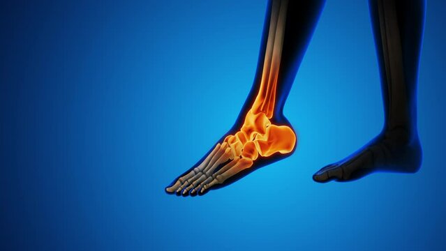 Pain in the ankle joint