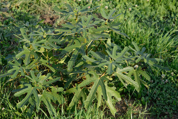Fototapeta premium Feige, Echte Feige, Ficus carica