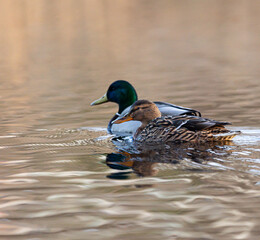 Beautiful male and female mallard ducks in the spring lake. Natural seasonal scenery of Latvia, Northern Europe.
