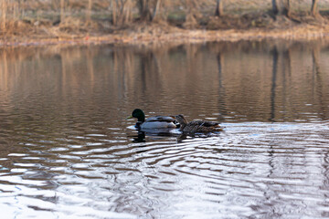 Beautiful male and female mallard ducks in the spring lake. Natural seasonal scenery of Latvia, Northern Europe.