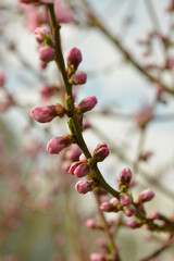 Pfirsich,  Prunus persica,  Blüte