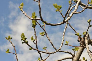 Feige, Echte Feige,  Ficus carica